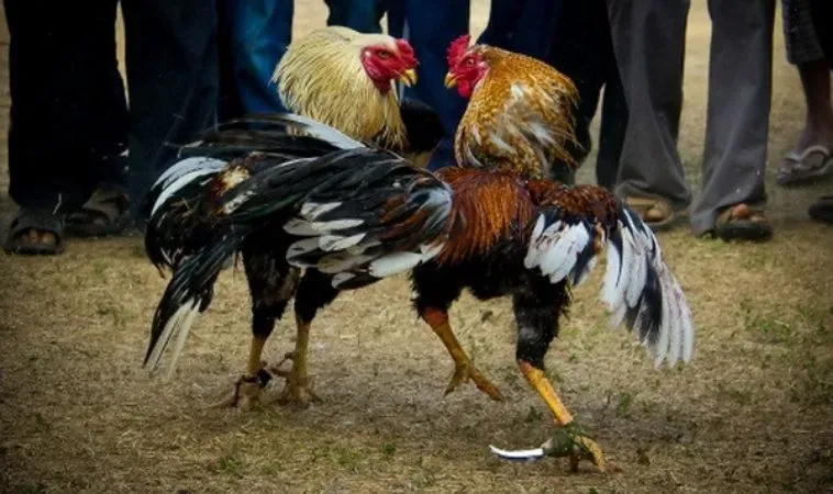 Đá Gà 88Goals: Hành Trình Khám Phá Thế Giới 